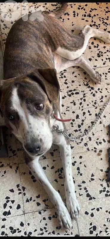 Bella for adoption 5