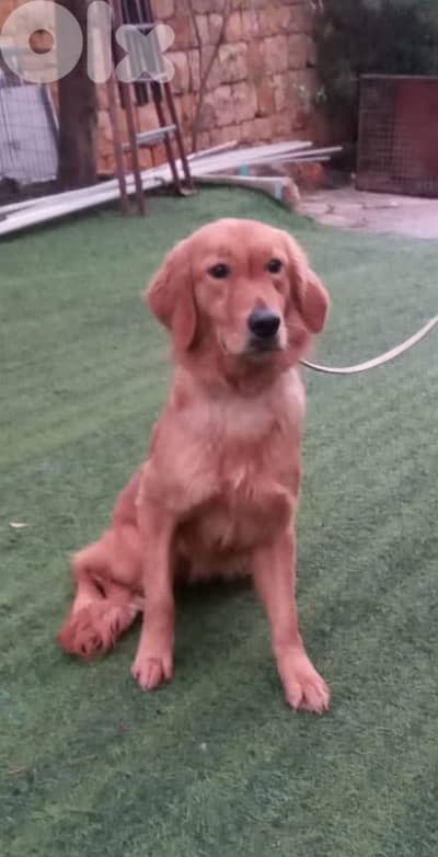 warning: Adopting any of these dogs may cause excessive happiness