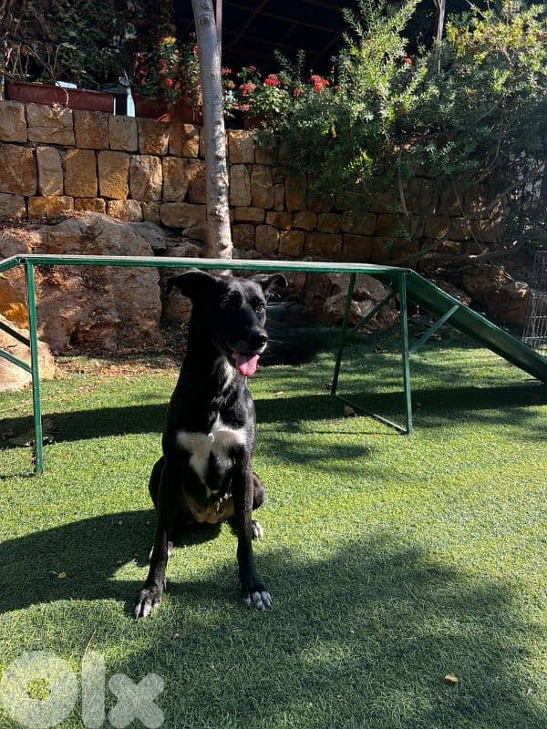 warning: Adopting any of these dogs may cause excessive happiness 1