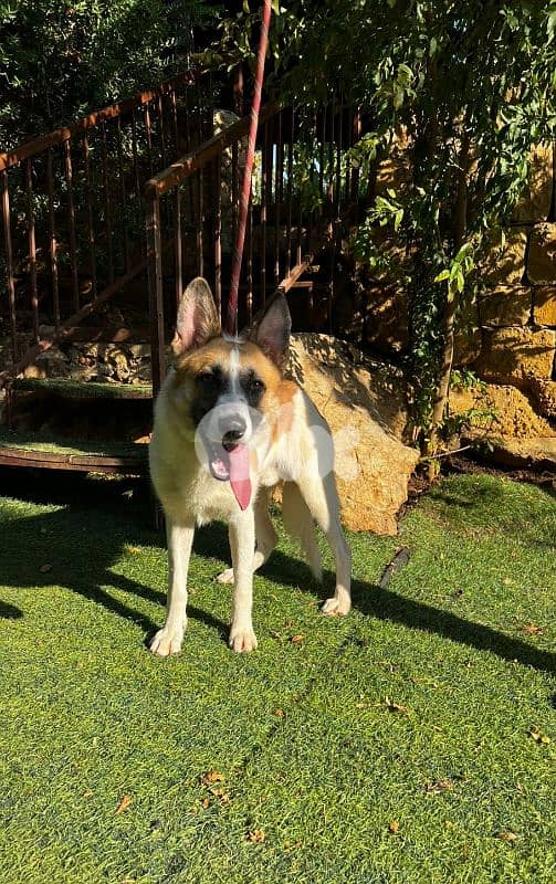 warning: Adopting any of these dogs may cause excessive happiness 2