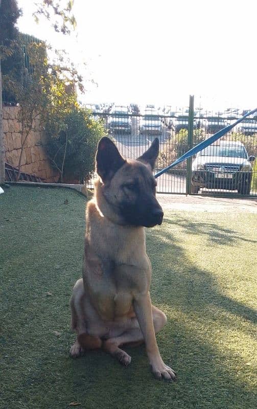 warning: Adopting any of these dogs may cause excessive happiness 3