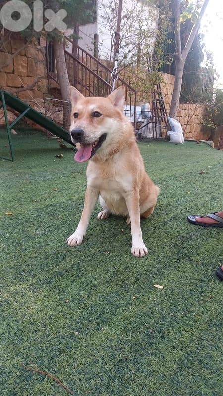 warning: Adopting any of these dogs may cause excessive happiness 4