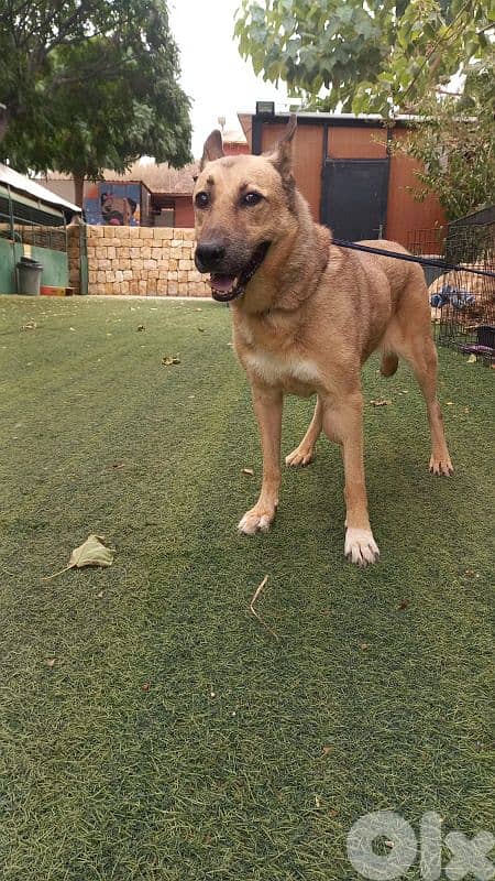 warning: Adopting any of these dogs may cause excessive happiness 5