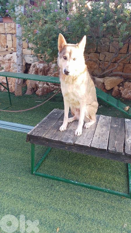 warning: Adopting any of these dogs may cause excessive happiness 6