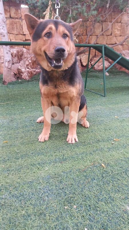 warning: Adopting any of these dogs may cause excessive happiness 7