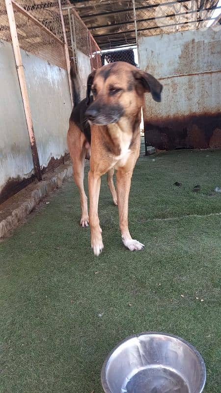 warning: Adopting any of these dogs may cause excessive happiness 8