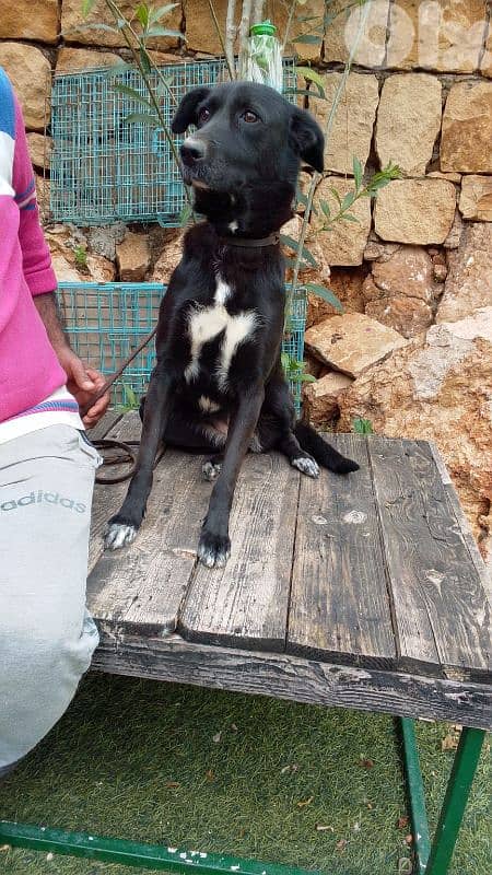 warning: Adopting any of these dogs may cause excessive happiness 9