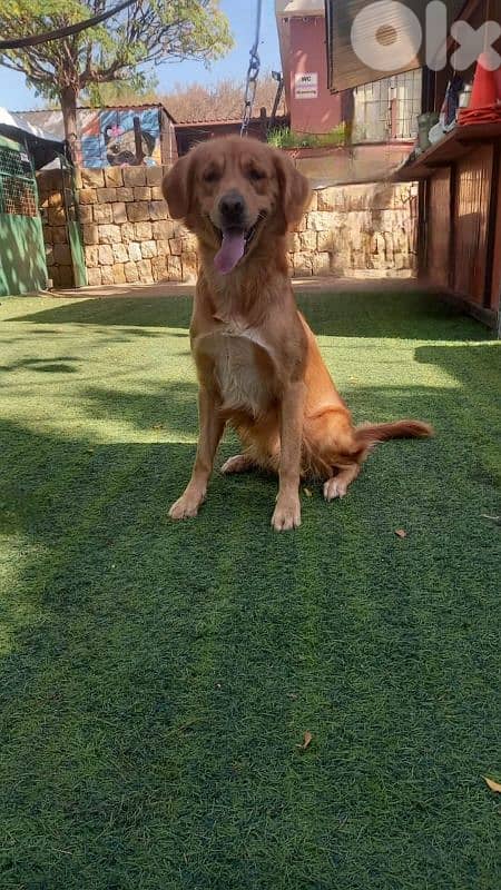 warning: Adopting any of these dogs may cause excessive happiness 10