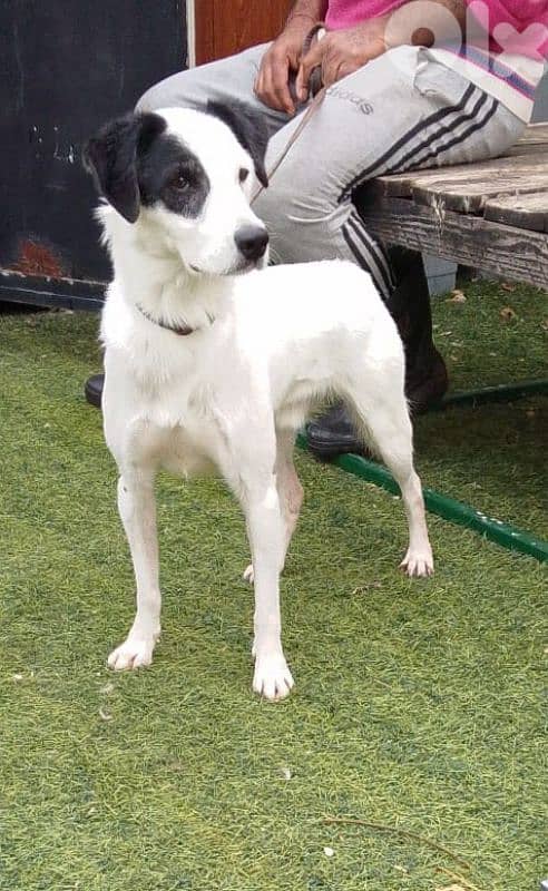 warning: Adopting any of these dogs may cause excessive happiness 11