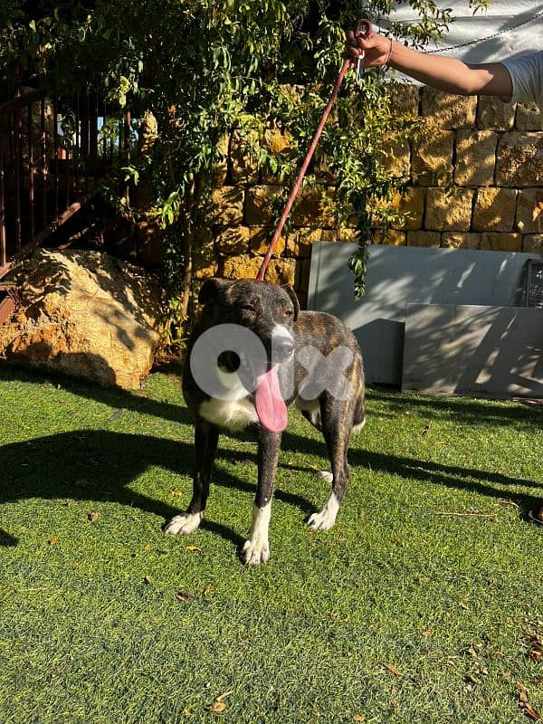 warning: Adopting any of these dogs may cause excessive happiness 12