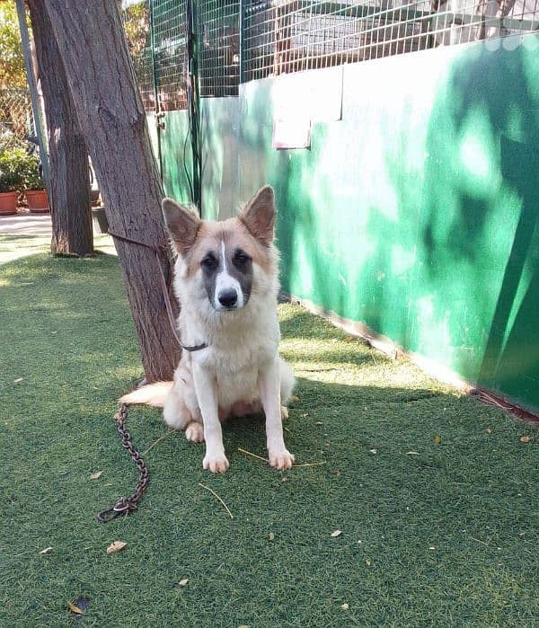 warning: Adopting any of these dogs may cause excessive happiness 13