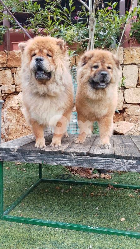 warning: Adopting any of these dogs may cause excessive happiness 14