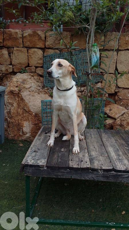 warning: Adopting any of these dogs may cause excessive happiness 15