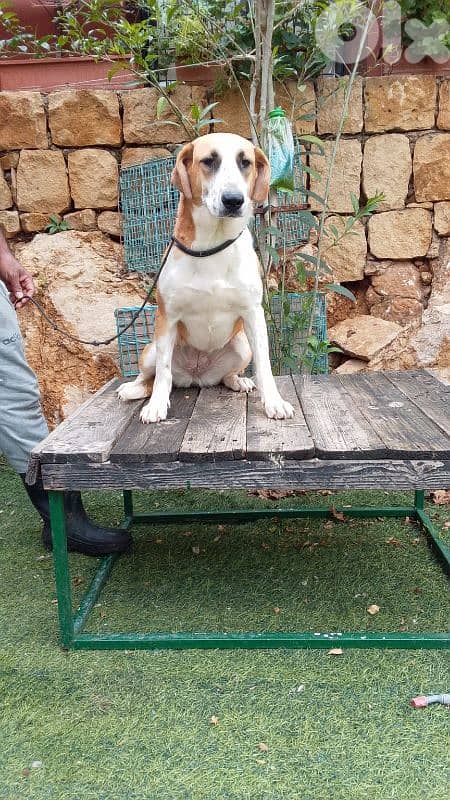 warning: Adopting any of these dogs may cause excessive happiness 16