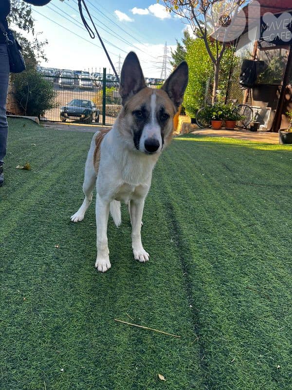 warning: Adopting any of these dogs may cause excessive happiness 17