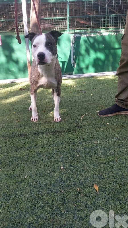 warning: Adopting any of these dogs may cause excessive happiness 18