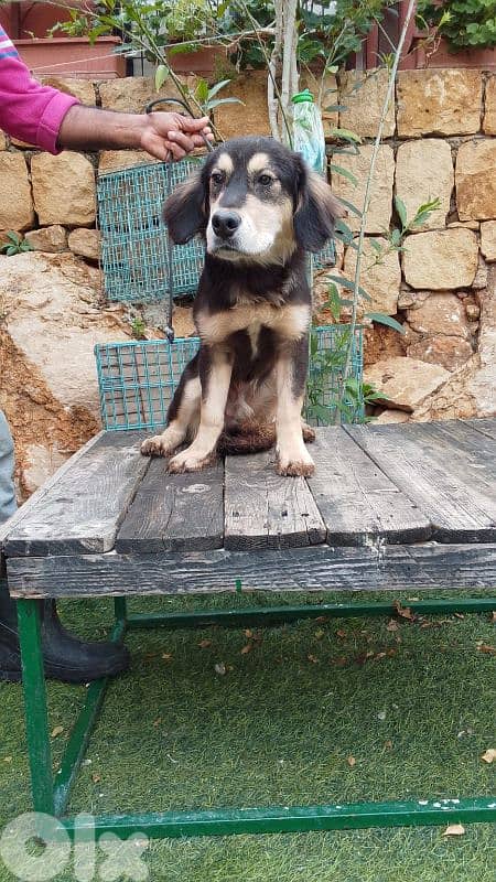 warning: Adopting any of these dogs may cause excessive happiness 19