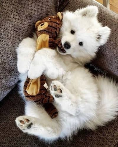 samoyed puppy available delivery
