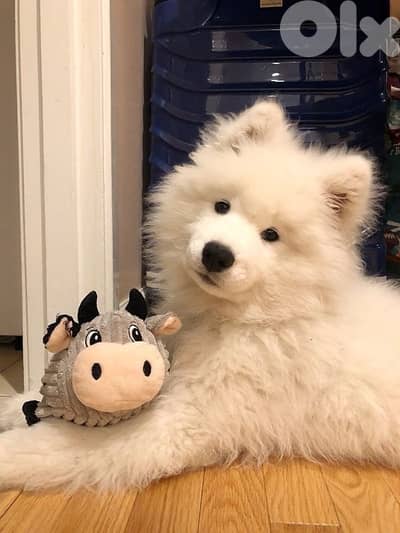 Samoyed puppies