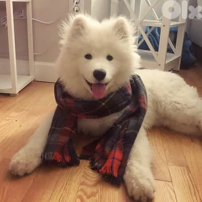Samoyed