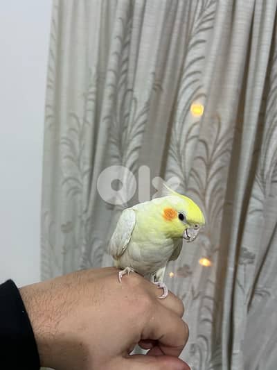 karawan 3omro ta2riban sene mrawad