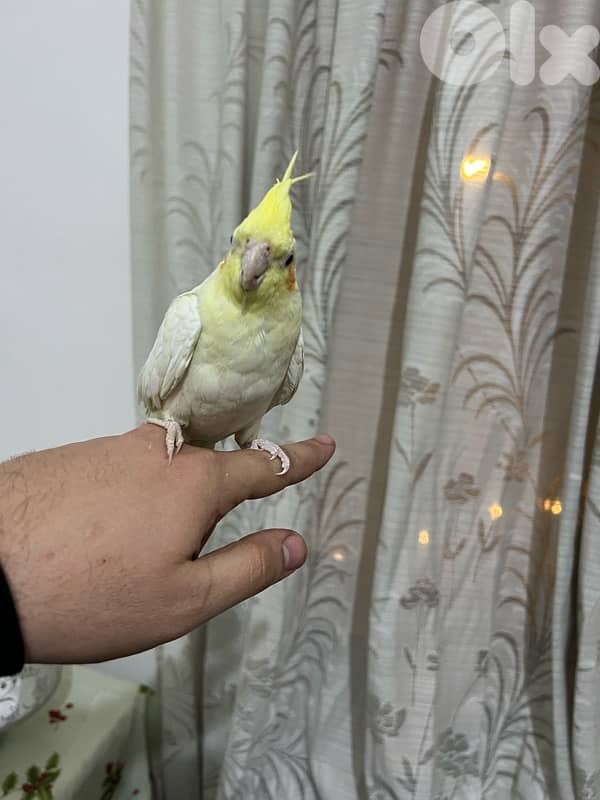 karawan 3omro ta2riban sene mrawad 1