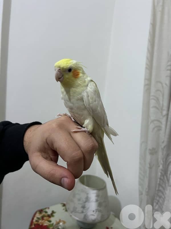 karawan 3omro ta2riban sene mrawad 2