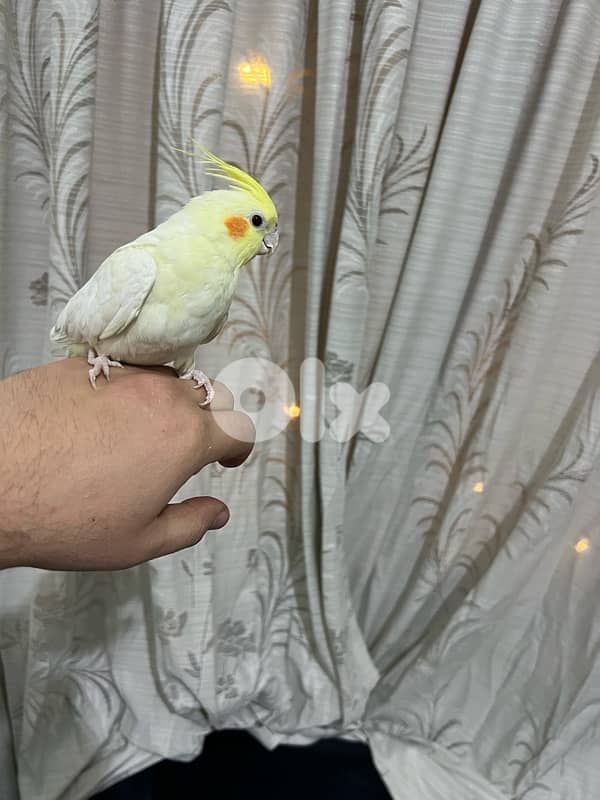 karawan 3omro ta2riban sene mrawad 3