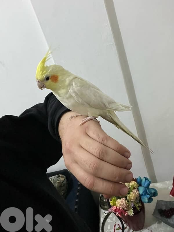 karawan 3omro ta2riban sene mrawad 4