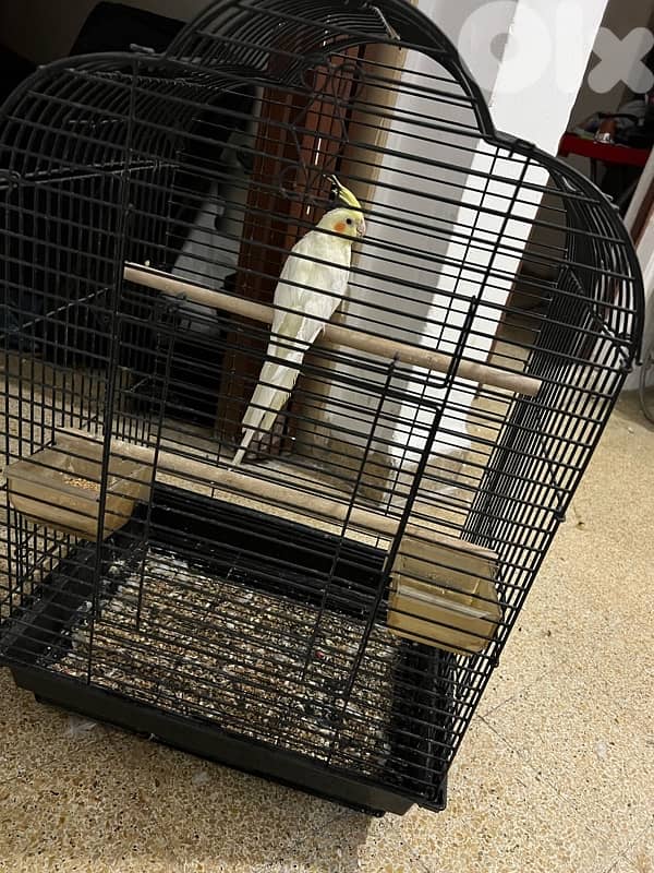 karawan 3omro ta2riban sene mrawad 5