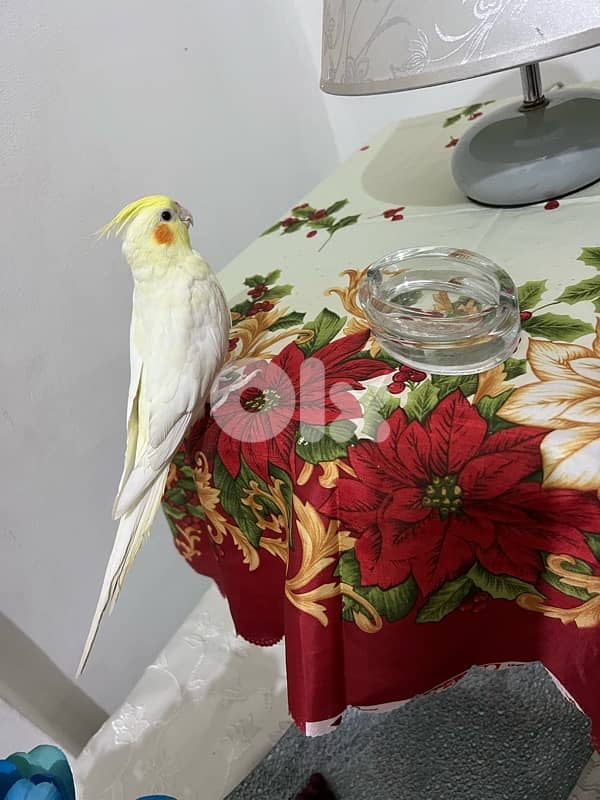 karawan 3omro ta2riban sene mrawad 6