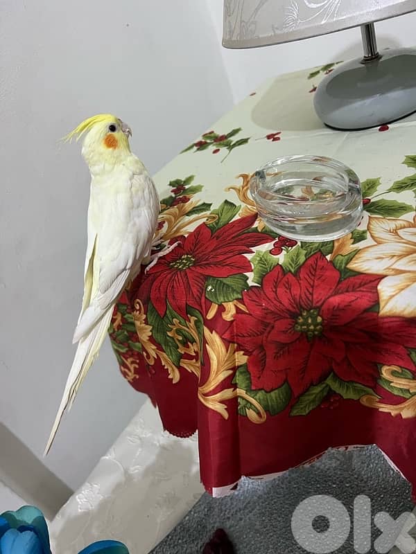 karawan 3omro ta2riban sene mrawad 7