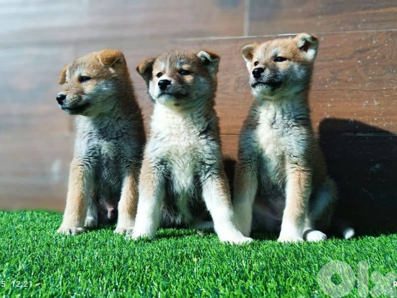 Akita inu puppies جراوي أكيتا ياباني 1