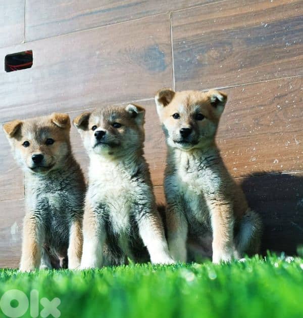 Akita inu puppies جراوي أكيتا ياباني 2