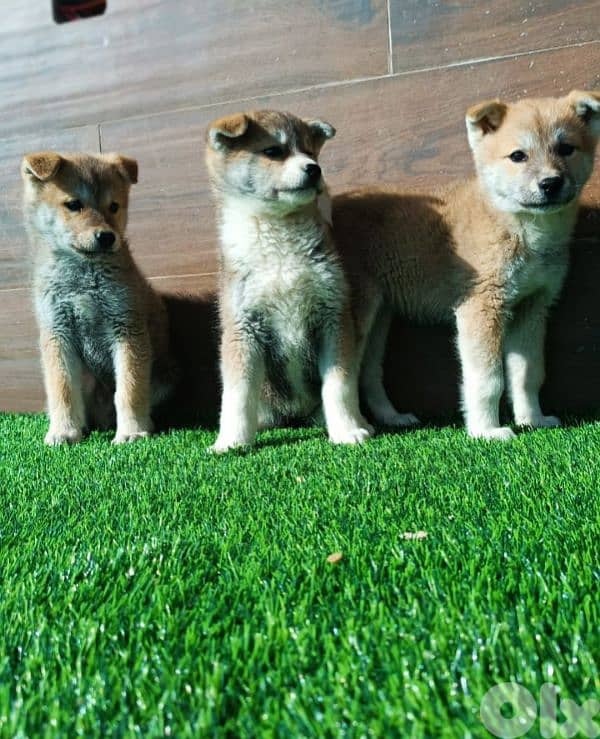 Akita inu puppies جراوي أكيتا ياباني 3