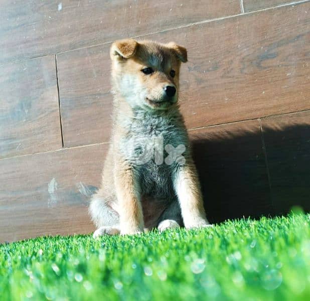 Akita inu puppies جراوي أكيتا ياباني 4