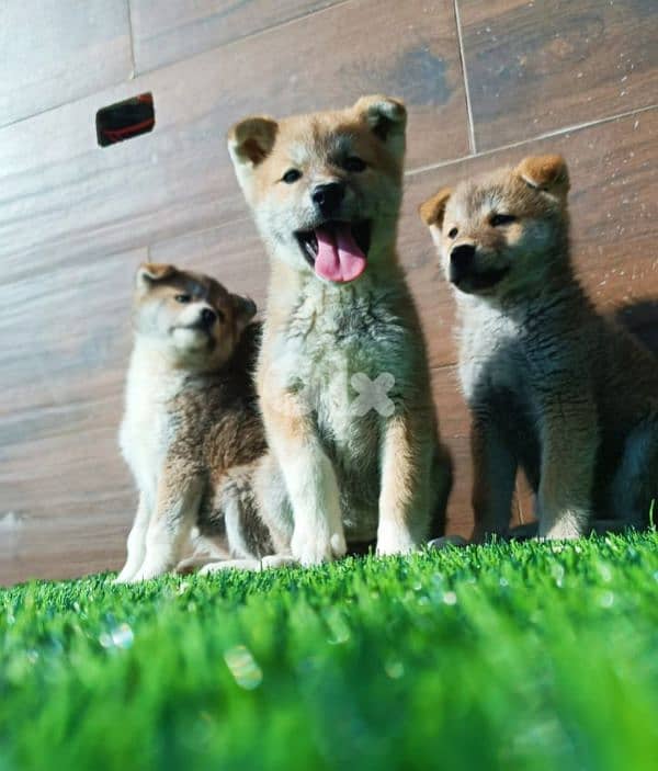 Akita inu puppies جراوي أكيتا ياباني 5