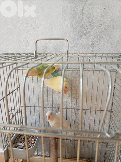 كروانات و روز كلن سوا