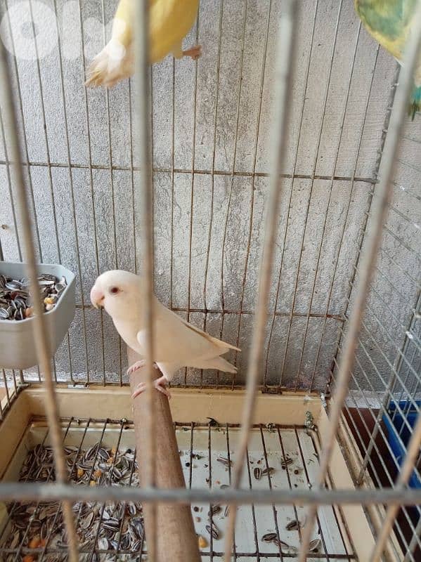 كروانات و روز كلن سوا 1