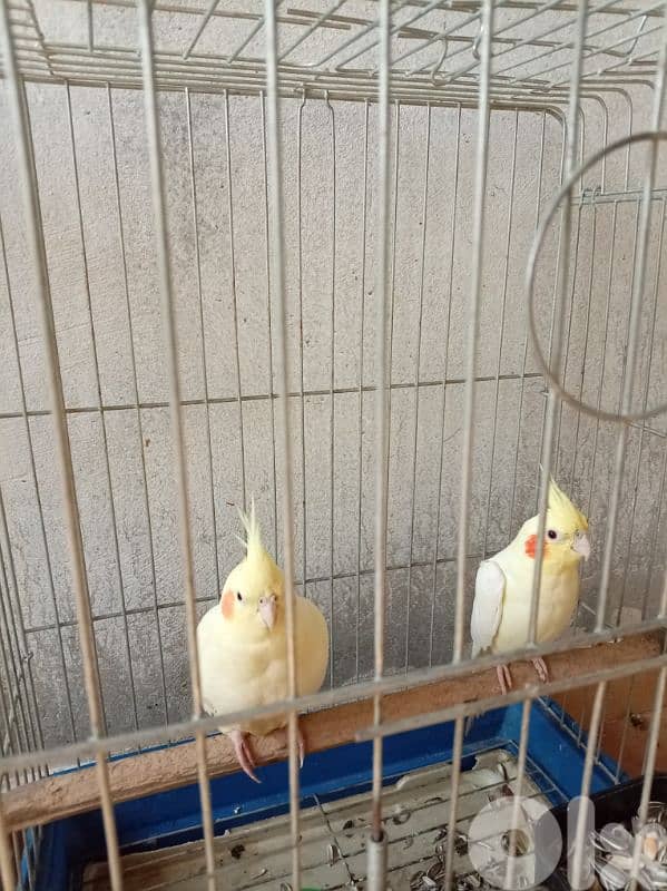 كروانات و روز كلن سوا 2