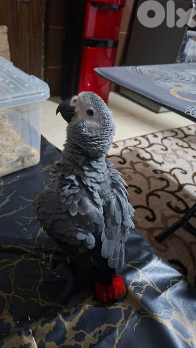 ببغاء كاسكو للبيع