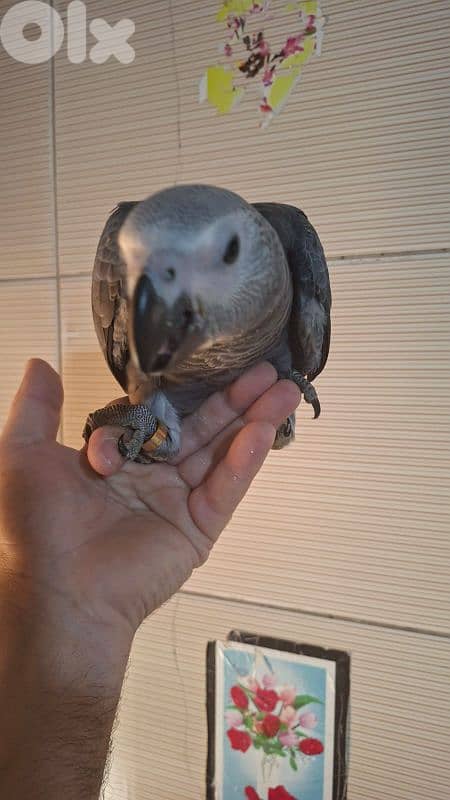 ببغاء كاسكو للبيع 1