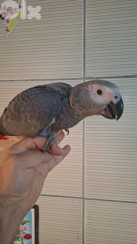 ببغاء كاسكو للبيع 2