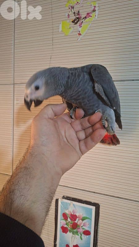 ببغاء كاسكو للبيع 3