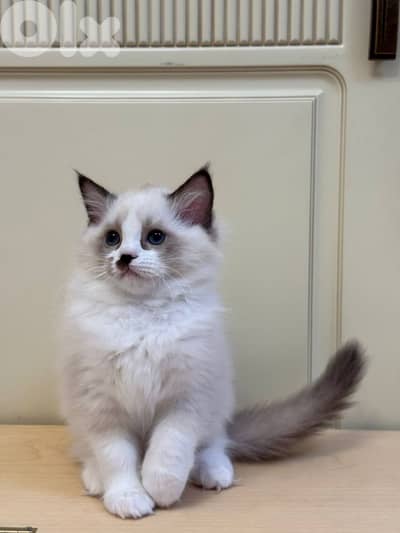 Adorable Ragdoll kittens For Adoption
