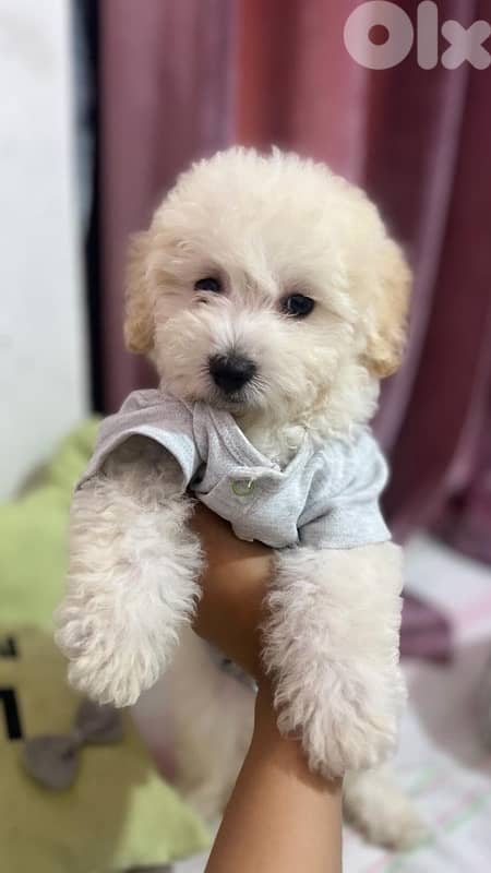 bichon maltese 2