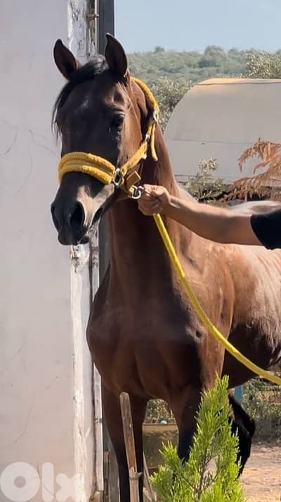 حصان بيت مرتب وعالي