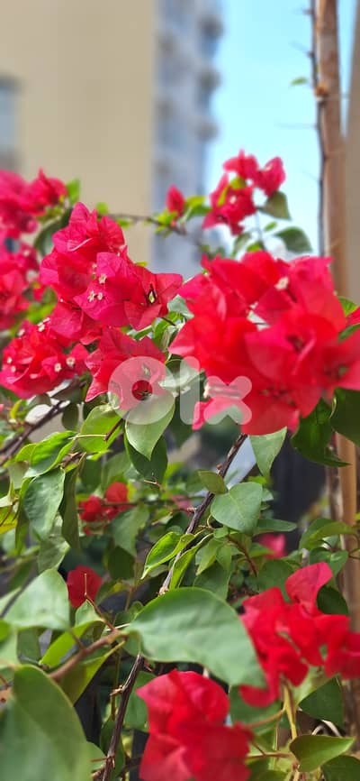 JKExer Cheer 455C treadmill