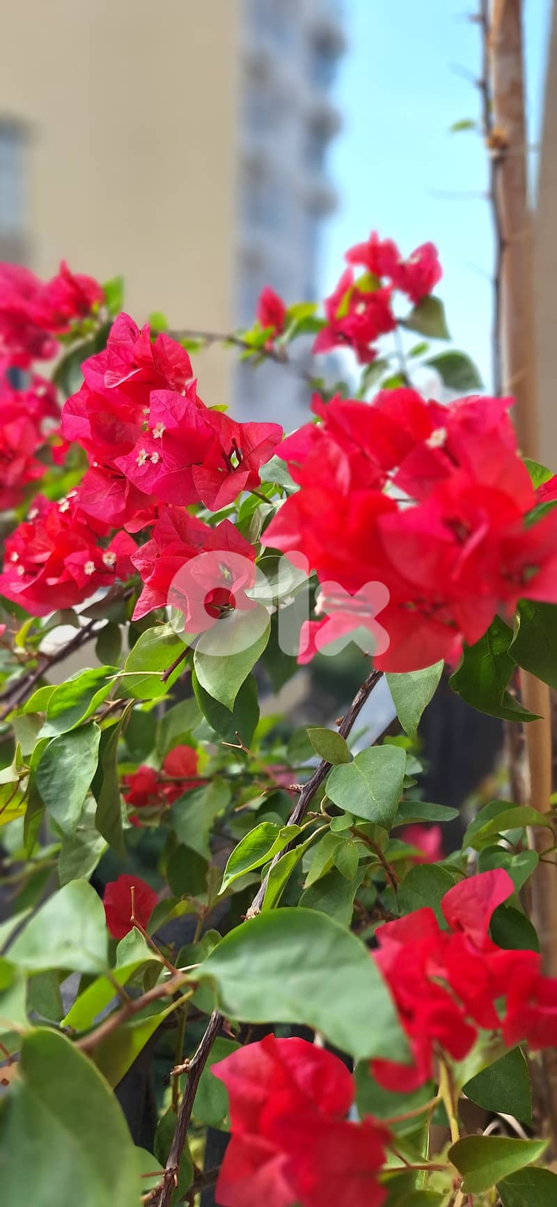 JKExer Cheer 455C treadmill 4