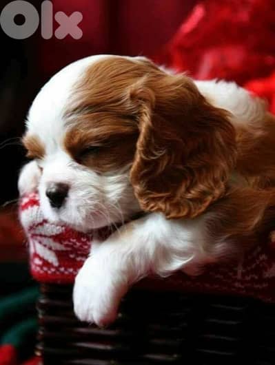Males and females cavalier king chales